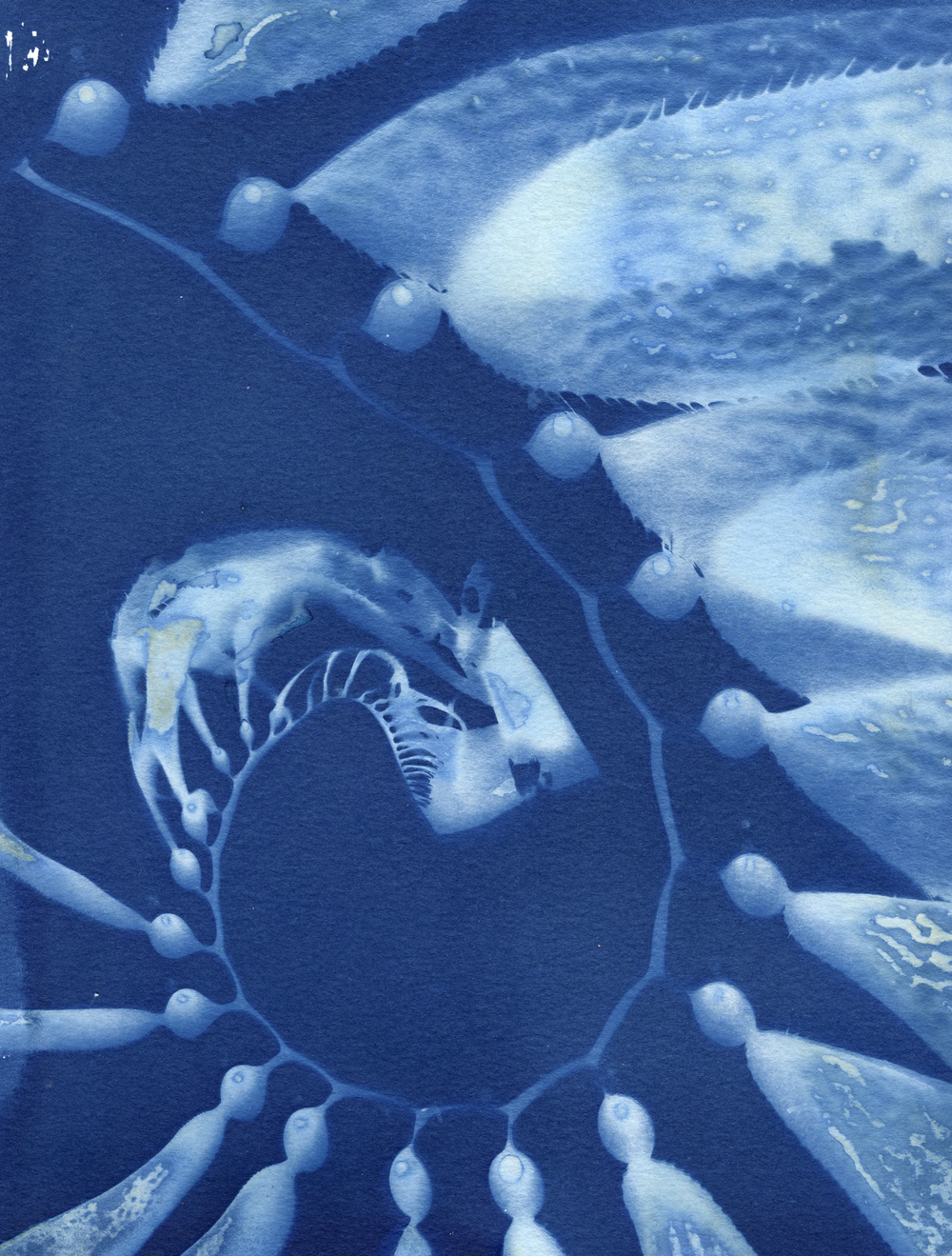Giant Kelp Spiral, Catalina Island: Signed Edition of 50 — Oriana